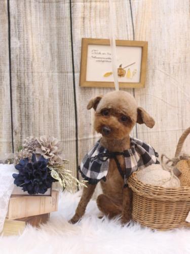 20241029もかちゃん